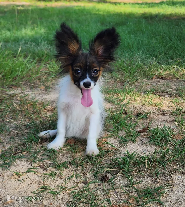 Teddy – Papillon puppy for sale in Rutledge, AL