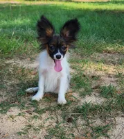 Teddy, a female Papillon for sale in Rutledge, AL – 5 of 7