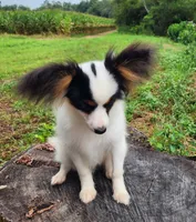 Cotton, a male Papillon for sale in Rutledge, AL – 4 of 9