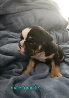 Onyx and Granite, a male English Bulldog for sale in Greeley, CO – 2 of 2