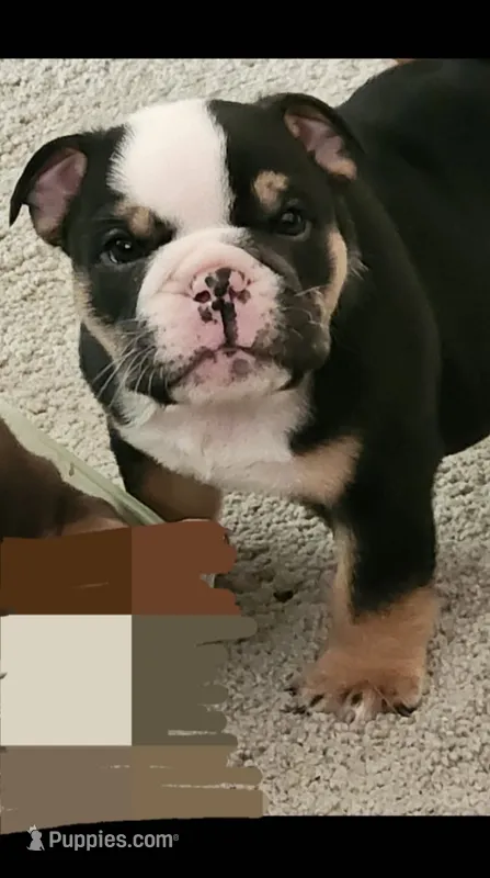 Onyx and Granite – English Bulldog puppy for sale in Greeley, CO