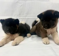 processed/e7be96e7-1dae-467c-bd97-e59d7668d29a/facility/609b6fa6-bc78-4d46-802d-411715641ec6