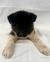 3Males3Females, a male Japanese Akita for sale in Five Points, AL – Photo 4 of 4