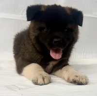 3Males3Females, a male Japanese Akita for sale in Five Points, AL – Photo 3 of 4