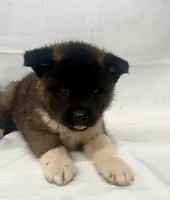 3Males3Females, a male Japanese Akita for sale in Five Points, AL – Photo 2 of 4
