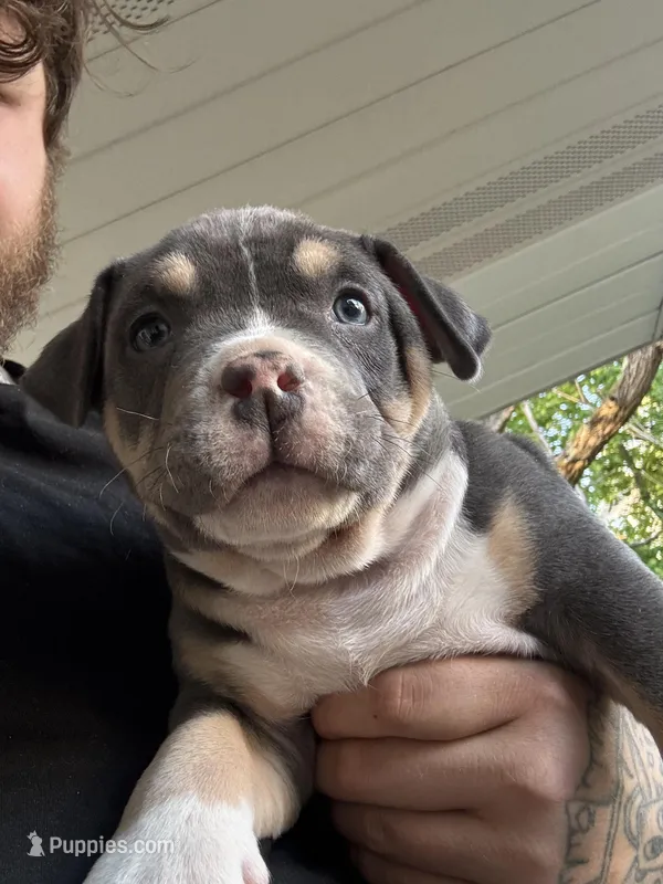 Jesse Pinkman – American Bully puppy for sale in Coraopolis, PA
