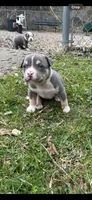 Jesse Pinkman, a male American Bully for sale in Coraopolis, PA – Photo 6 of 6