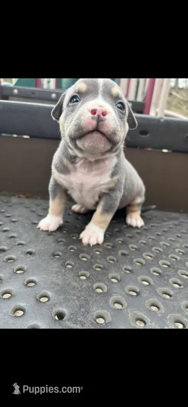 Jesse Pinkman, a male American Bully for sale in Coraopolis, PA – Photo 1 of 6