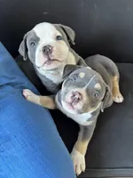 Walter White, a male American Bully for sale in Coraopolis, PA – 5 of 6