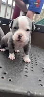 Walter White, a male American Bully for sale in Coraopolis, PA – Photo 4 of 5