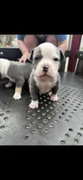 Walter White, a male American Bully for sale in Coraopolis, PA – Photo 2 of 5