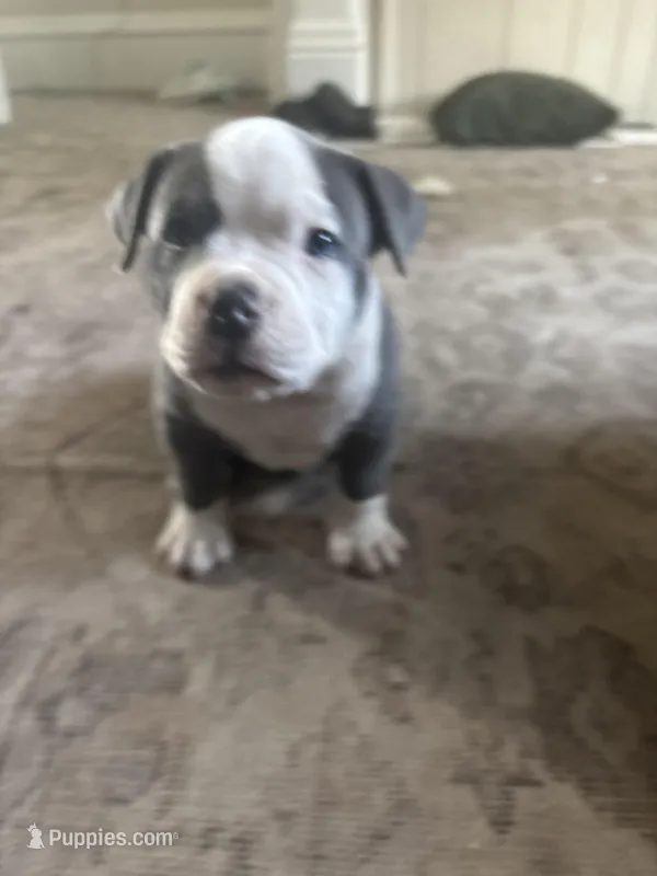 Walter White – American Bully puppy for sale in Coraopolis, PA