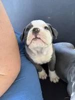 Walter White, a male American Bully for sale in Coraopolis, PA – 2 of 6