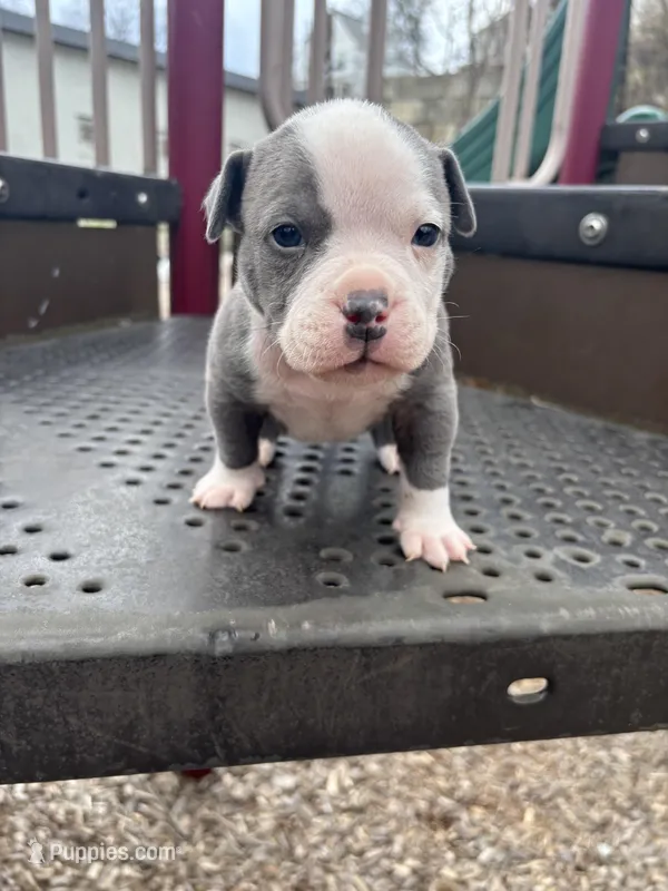 Walter White – American Bully puppy for sale in Coraopolis, PA