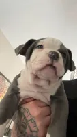 Walter White, a male American Bully for sale in Coraopolis, PA – 1 of 6
