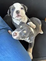 Walter White, a male American Bully for sale in Coraopolis, PA – 6 of 6