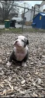 Walter White, a male American Bully for sale in Coraopolis, PA – Photo 5 of 5