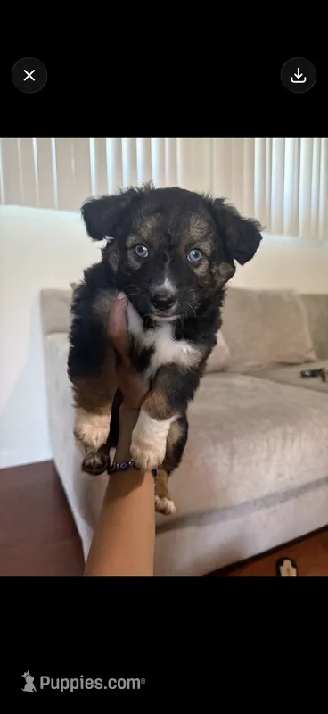 Toby – Cardigan Welsh Corgi puppy for sale in Corona, CA