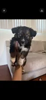 Toby, a male Cardigan Welsh Corgi for sale in Corona, CA – 1 of 1