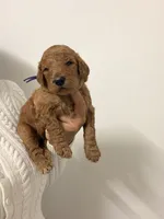 Bimba, a female Goldendoodle for sale in Naples, FL – 1 of 2