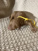 Dana, a female Goldendoodle for sale in Naples, FL – 2 of 2