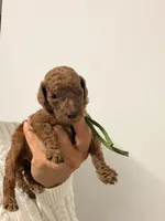 Luna, a female Goldendoodle for sale in Naples, FL – 1 of 2