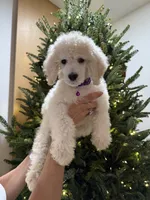 processed/e7c14cb6-1eea-4fc2-b79d-154f547e371e/listing/303fb22c-3ce0-488b-ae4a-56f7160b85ea/2234a9e0-58d8-4332-aeb2-5407be0c3813