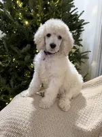 processed/e7c14cb6-1eea-4fc2-b79d-154f547e371e/listing/303fb22c-3ce0-488b-ae4a-56f7160b85ea/6d1ed9f2-922f-4c90-a829-addb9862e73b