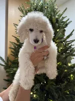 processed/e7c14cb6-1eea-4fc2-b79d-154f547e371e/listing/303fb22c-3ce0-488b-ae4a-56f7160b85ea/6fd6b0c5-ebbd-4e81-8020-e2914ec504bd