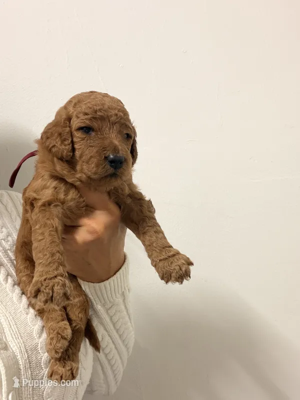 Zoe – Goldendoodle puppy for sale in Naples, FL
