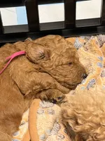 Nala, a female Goldendoodle for sale in Naples, FL – 2 of 3