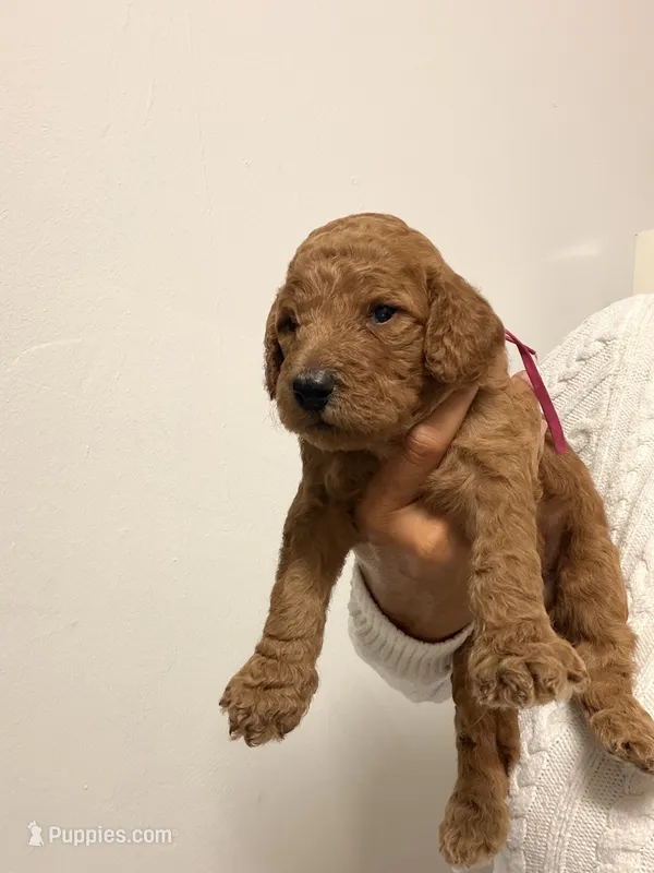 Nala – Goldendoodle puppy for sale in Naples, FL