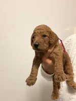 Nala, a female Goldendoodle for sale in Naples, FL – 1 of 3