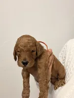 Mía, a female Goldendoodle for sale in Naples, FL – 1 of 2