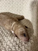 Maya, a female Goldendoodle for sale in Naples, FL – 2 of 3