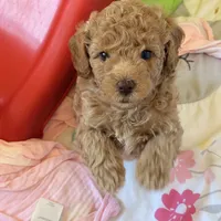 Tony, a male Poodle - Miniature  for sale in Naples, FL – Photo 1 of 4