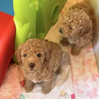 Tony, a male Poodle - Miniature  for sale in Naples, FL – Photo 4 of 4