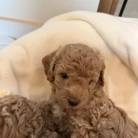 Tony, a male Poodle - Miniature  for sale in Naples, FL – Photo 2 of 4