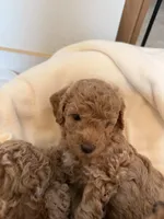 processed/e7c14cb6-1eea-4fc2-b79d-154f547e371e/listing/6011ac9b-538c-4521-b018-e284a5734a49/d403f480-b08c-42fe-969b-1a3a4fe072e4