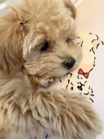 processed/e7c14cb6-1eea-4fc2-b79d-154f547e371e/listing/8072fb20-c0d1-4db6-89a1-bcbda9091473/3c719ff9-537d-4e98-96a9-1c33cbb641c2