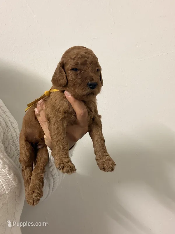 Dana – Goldendoodle puppy for sale in Naples, FL