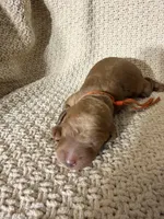 Mía, a female Goldendoodle for sale in Naples, FL – 2 of 2