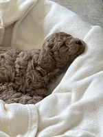 Roky, a male Poodle - Miniature  for sale in Naples, FL – Photo 3 of 3