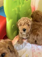 Roky, a male Poodle - Miniature  for sale in Naples, FL – Photo 1 of 3