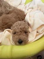 Roky, a male Poodle - Miniature  for sale in Naples, FL – Photo 2 of 3