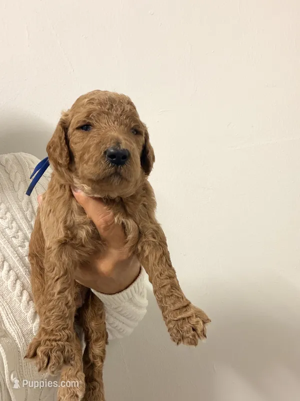 Max – Goldendoodle puppy for sale in Naples, FL
