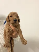 Max, a male Goldendoodle for sale in Naples, FL – 1 of 2