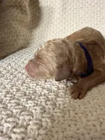 Bimba, a female Goldendoodle for sale in Naples, FL – 2 of 2