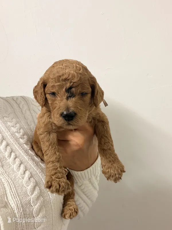 Maya – Goldendoodle puppy for sale in Naples, FL