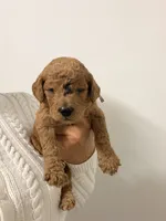 Maya, a female Goldendoodle for sale in Naples, FL – 1 of 3